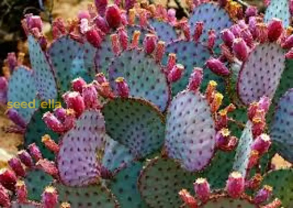Purple Opuntia Cactus Growing in Desert Garden, Vibrant Purple Pads