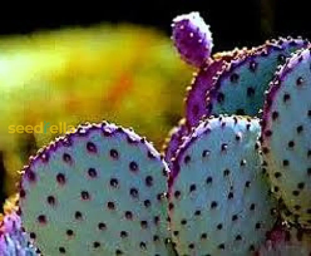 Purple Opuntia Cactus Seeds for Planting, Easy Guide for Growing Desert Garden Cactus