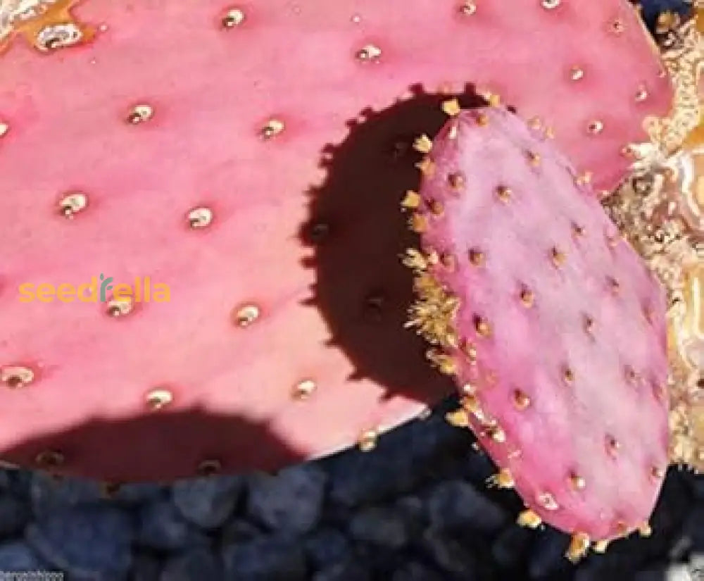 Step-by-Step Guide for Planting Purple Opuntia Seeds in Your Desert Garden