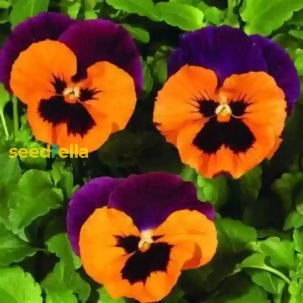 Purple Orange Pansy Seeds For Vibrant Planting Flower