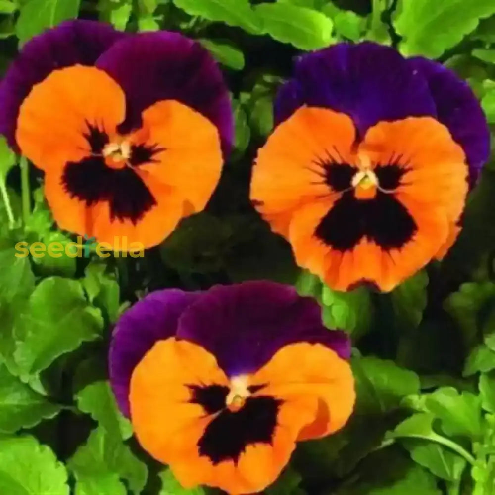 Purple Orange Pansy Seeds For Vibrant Planting Flower