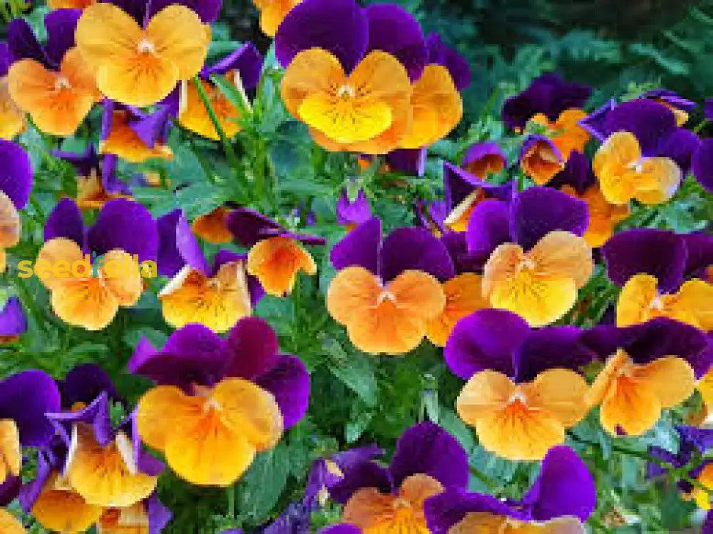 Purple Orange Pansy Seeds For Vibrant Planting Flower