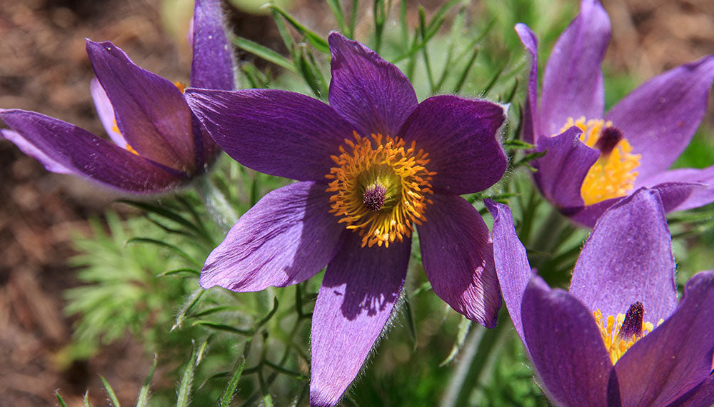 Purple Chinese Pasque Flower growing from seeds in a rock garden