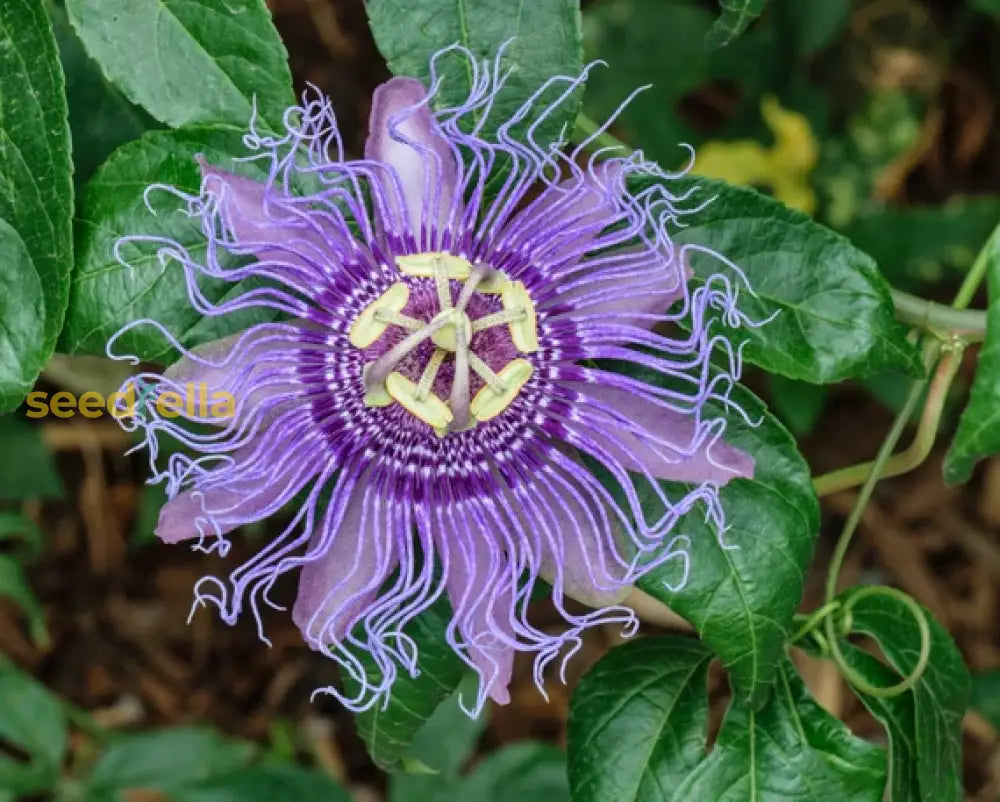 Purple Passiflora Edulis Seeds For Fruit Planting Flower