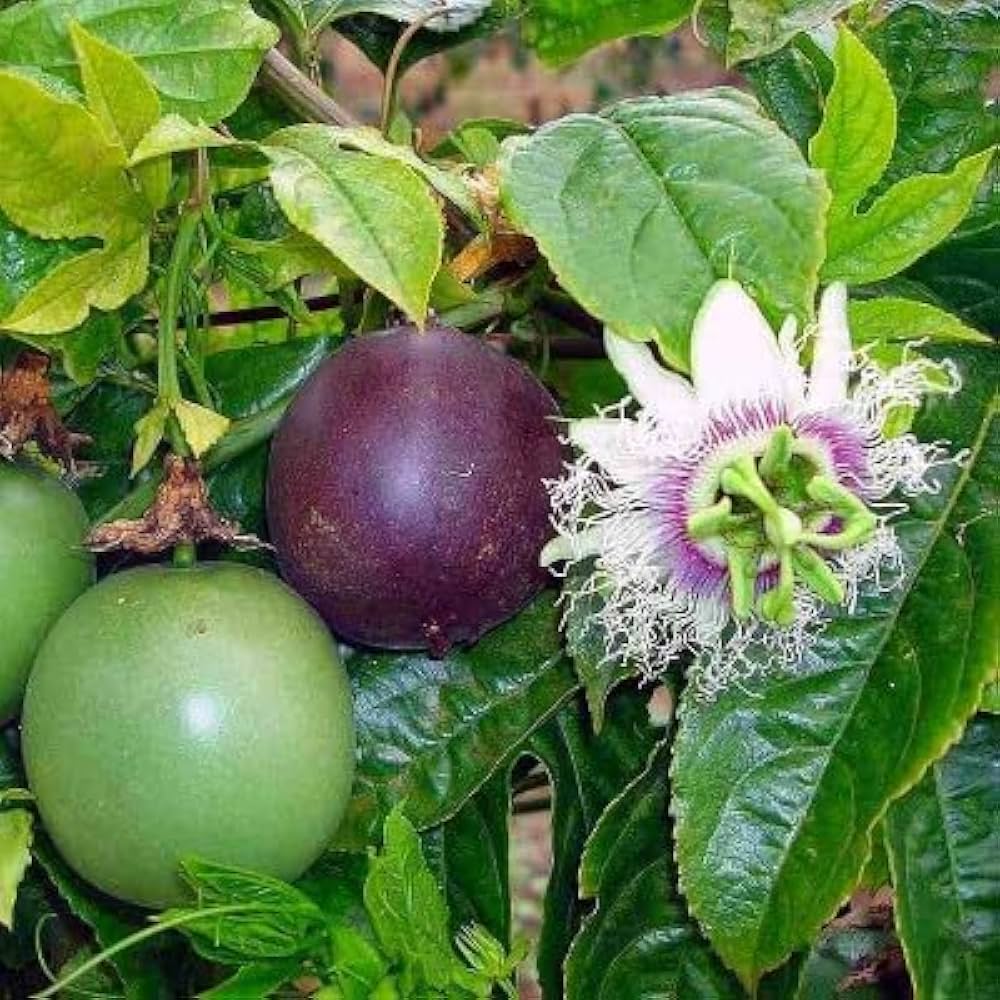 Purple passion flower vine climbing on trellis