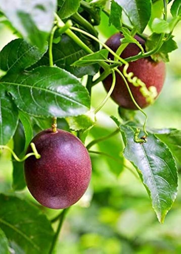 Purple passion fruit seeds for planting