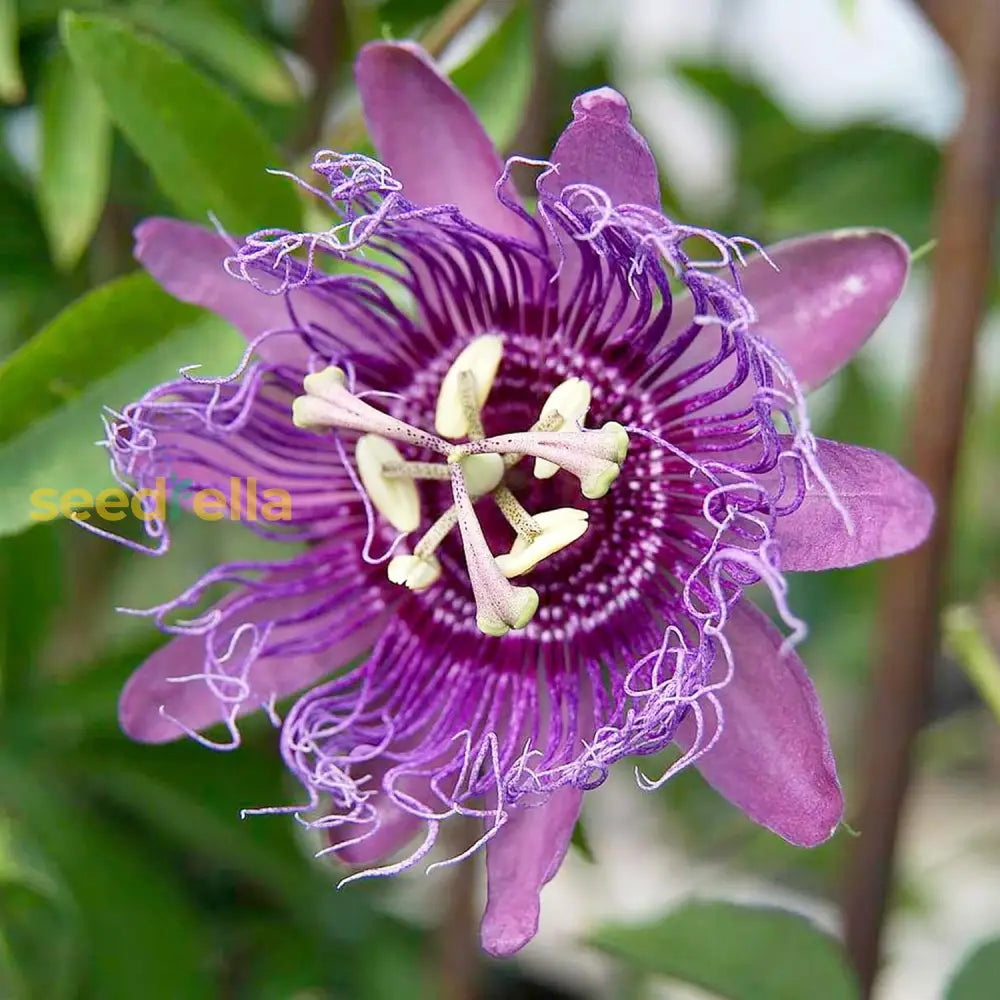 Purple Passion Vine Seeds Passiflora Incarnata Perennial Showy Evergreen Deer Resistant Drought