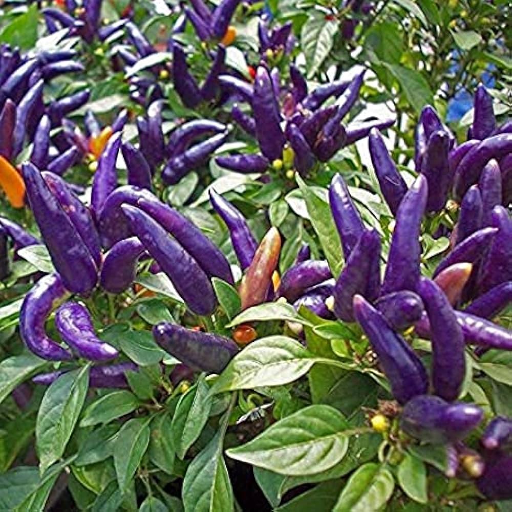 Purple Pepper plant seeds for easy garden growing