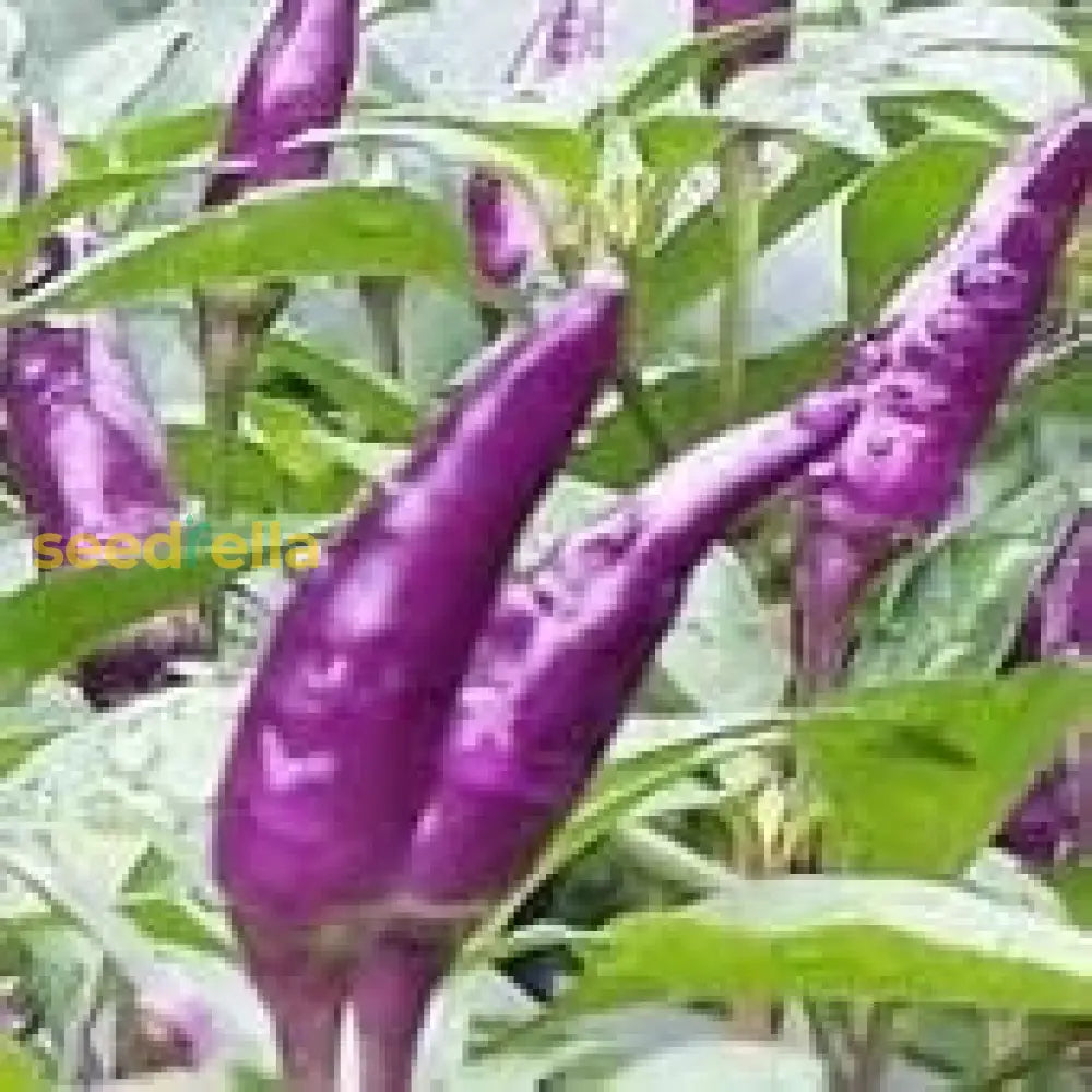 Purple Pepper Vegetable Seeds For Planting