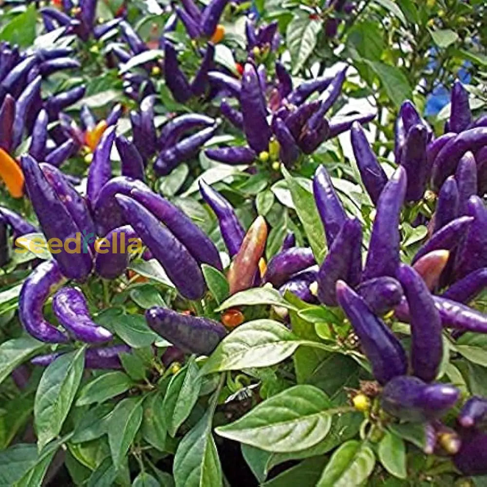 Purple Pepper Vegetable Seeds For Planting