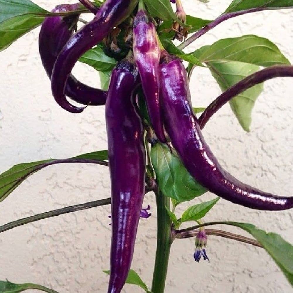 Purple Pepper vegetable seeds for home garden planting