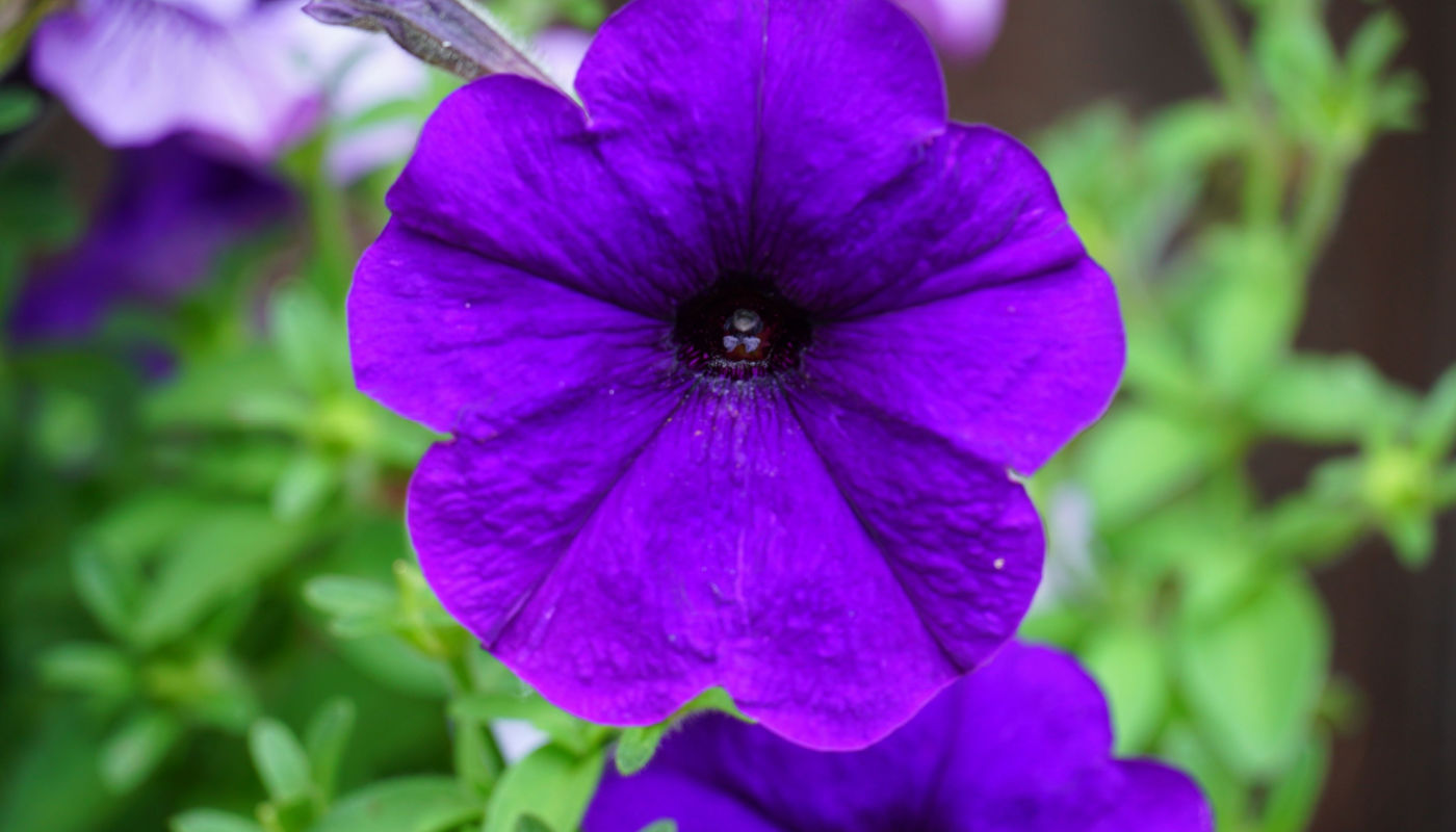 Petunia Flower Seeds - Plant Vibrant Violet Blooms For A Colorful Garden