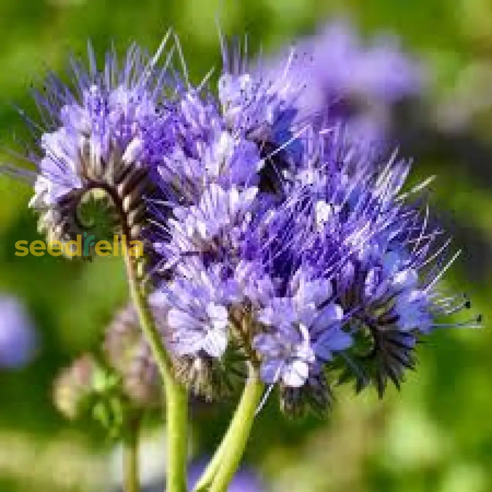 Purple Phacelia Seeds  Vibrant Flower Planting