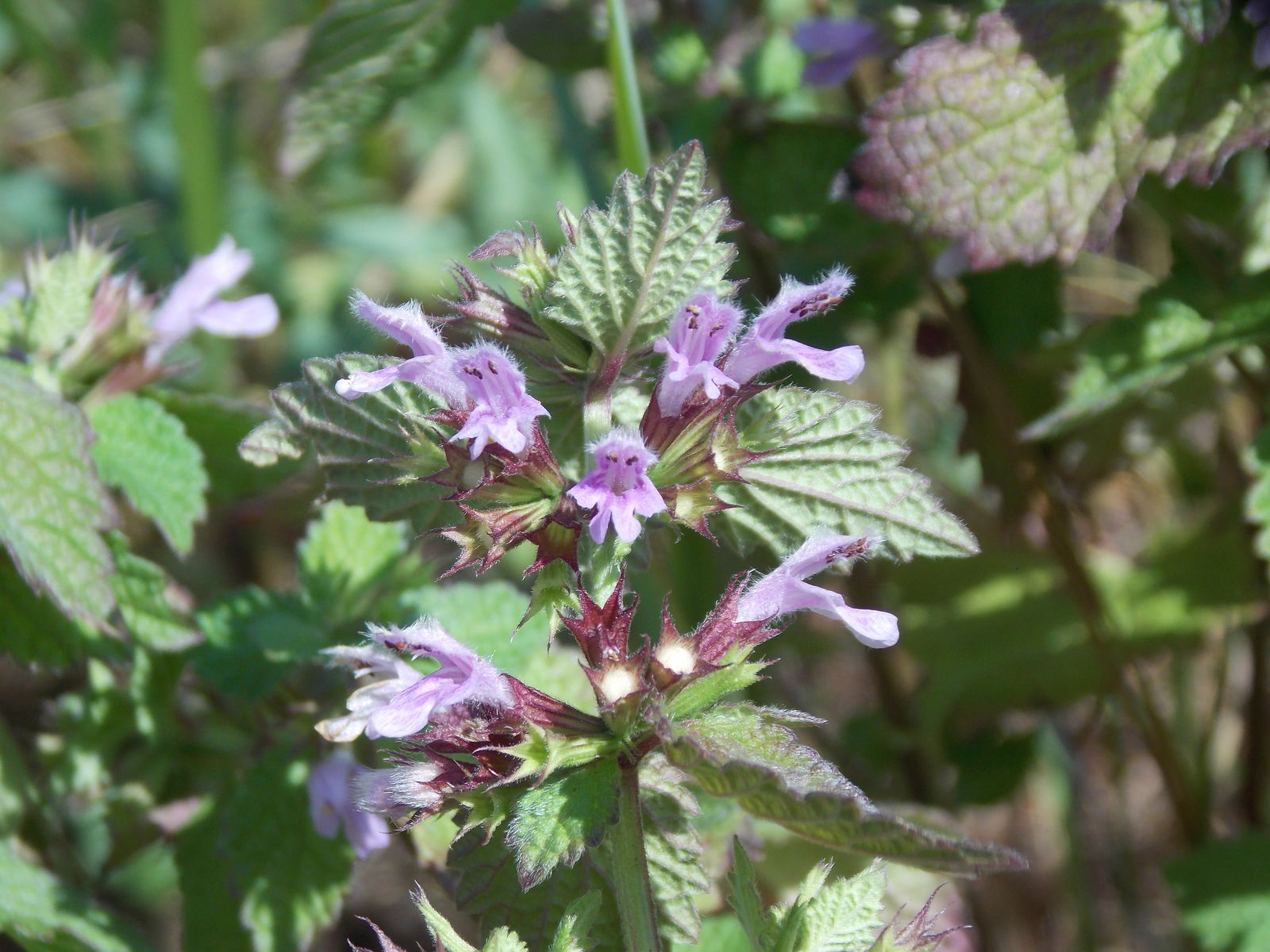 Purple Pink Ballota Nigra Flowers in Bloom