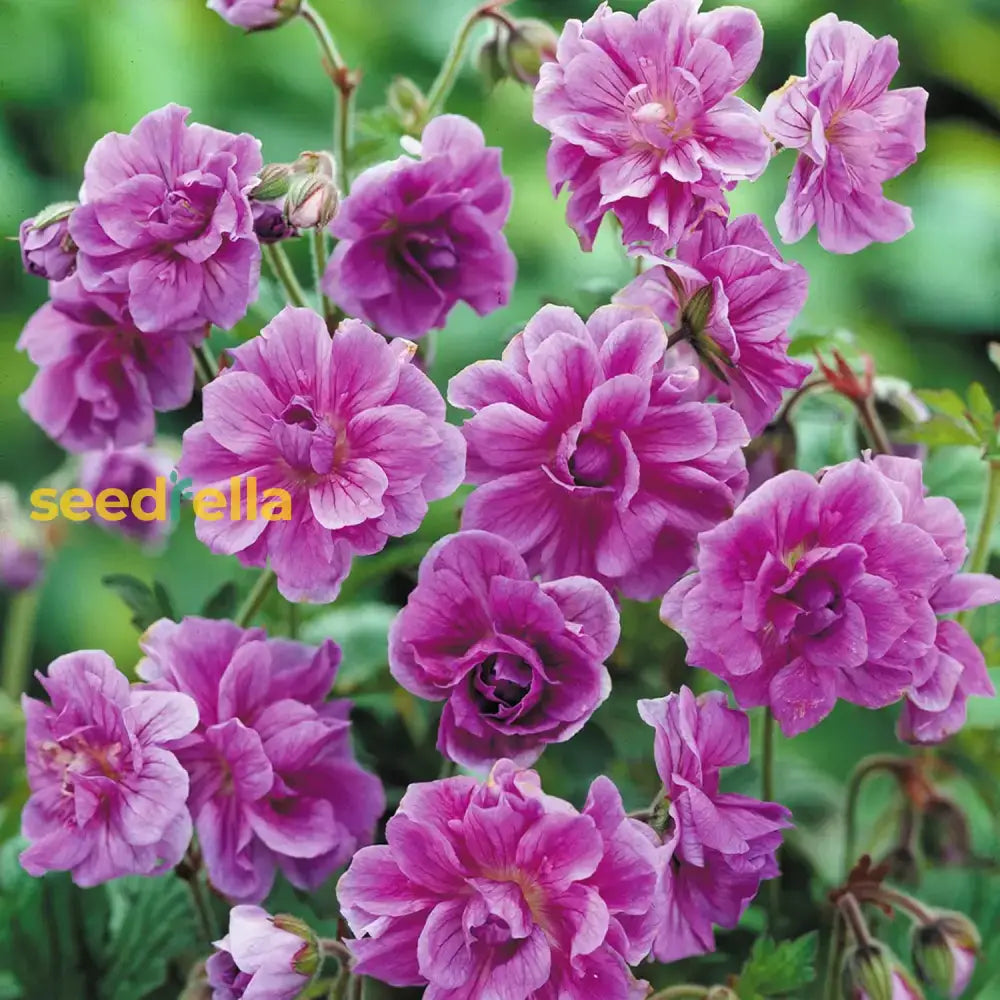 Purple Pink Geranium Flower Seeds For Planting  Vibrant Annuals Colorful Gardens