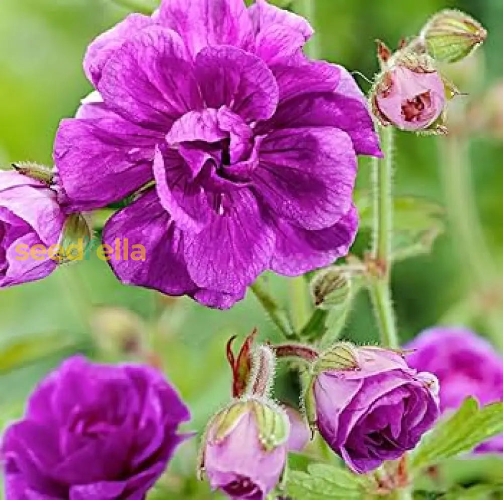 Purple Pink Geranium Flower Seeds For Planting  Vibrant Annuals Colorful Gardens