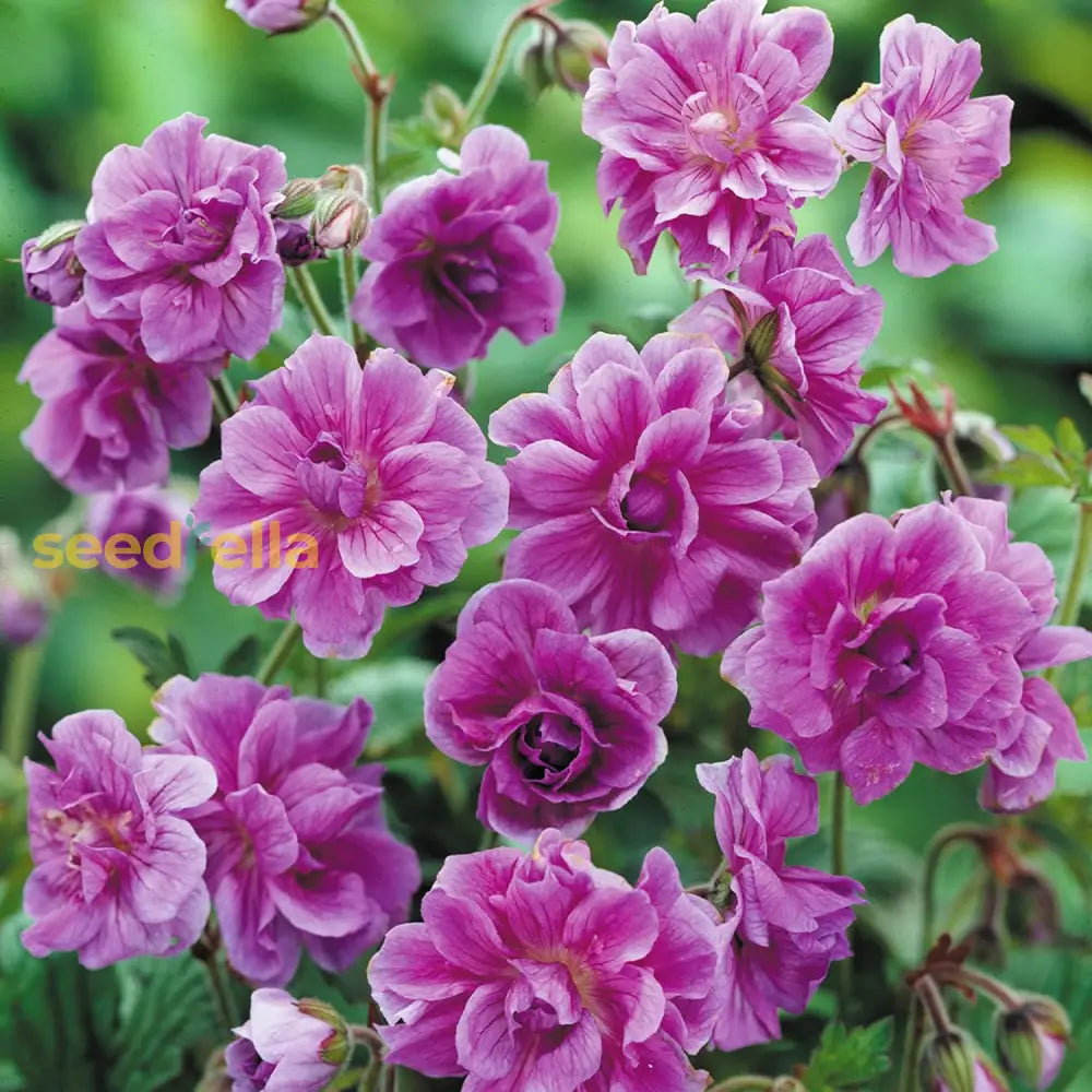 Purple pink geranium seeds for planting