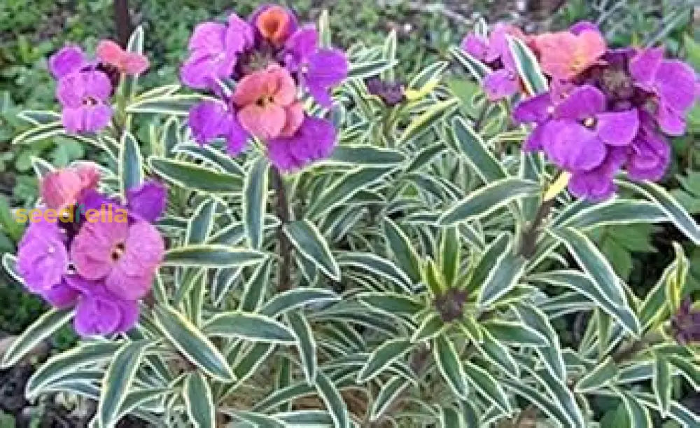 Purple Pink Linifolium Flower Seeds For Planting