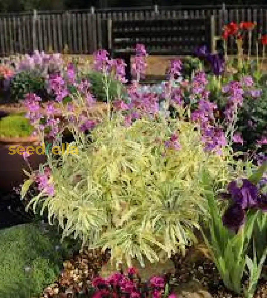 Purple Pink Linifolium Flower Seeds For Planting