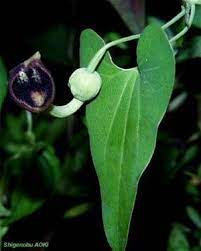 Deep purple Dutchman’s Pipe flower in full bloom