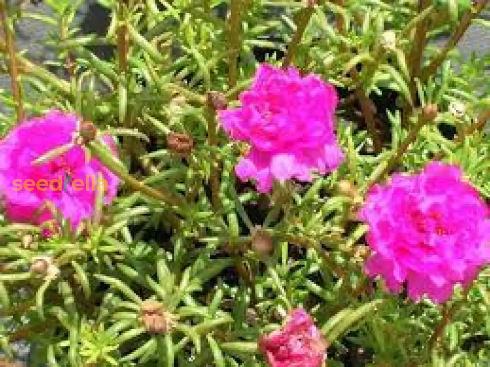 Purple Portulaca Seeds For Summer Planting Flower