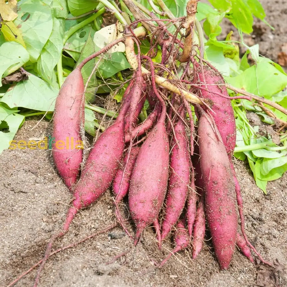 Purple Potato Seeds For Home Gardening Vegetable Seeds