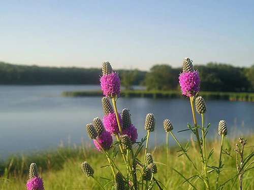 Purple Prairie Clover Blooms in Garden