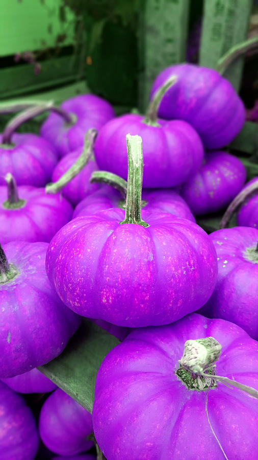 Purple pumpkin planting guide