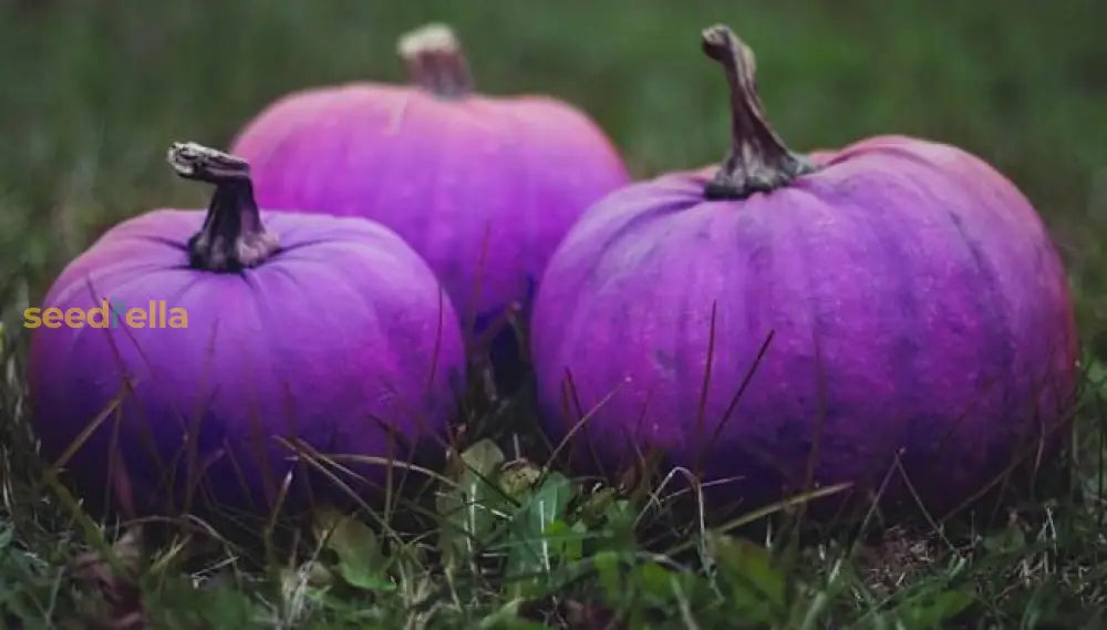 Purple Pumpkin Vegetable Seeds For Easy Planting Seeds