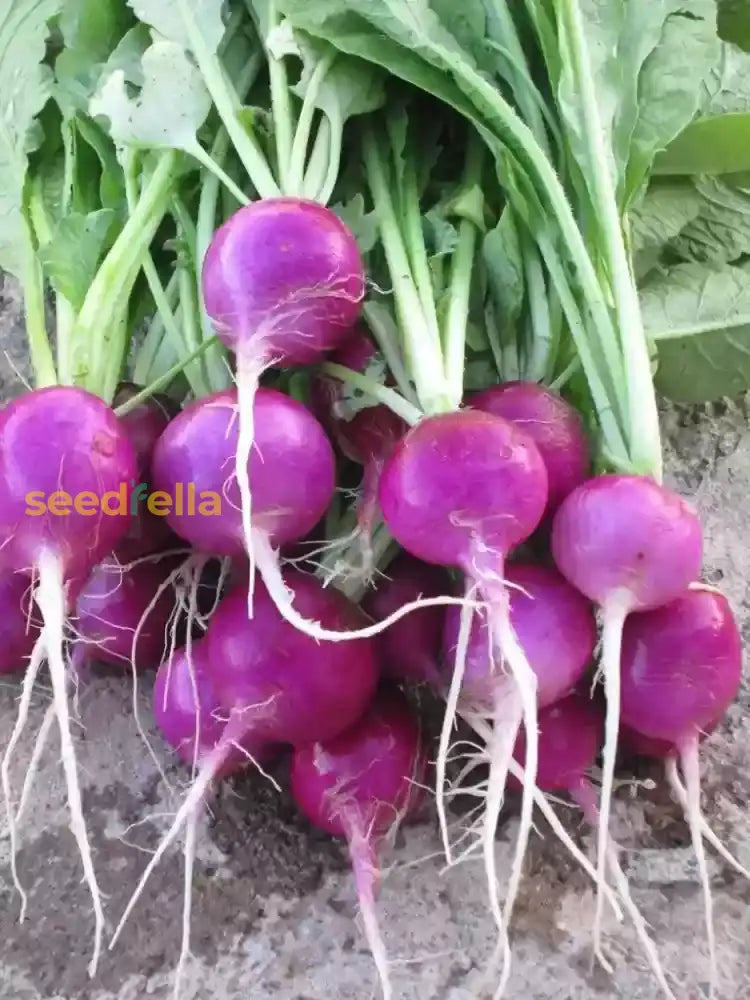 Purple radish plants growing in a garden