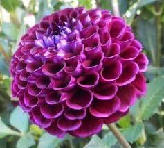 Purple and Red Dahlia Plants for Containers