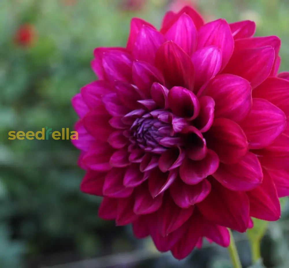 Purple Red Dahlia Seeds For Planting - Transform Your Space With Stunning Blooms