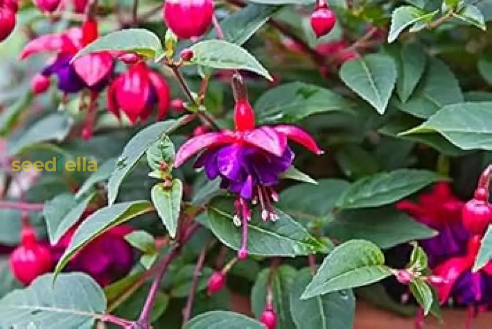 Purple Red Fuchsia Flower Seeds For Planting