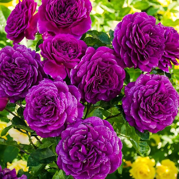 Purple Climbing Rose Vines Growing in Garden