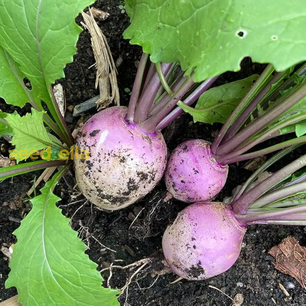 Purple Rutabaga seeds for planting Non-GMO variety
