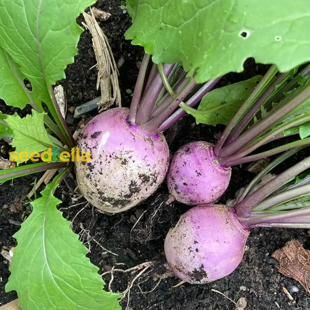 Purple Rutabaga Seeds For Vegetable Planting Seeds