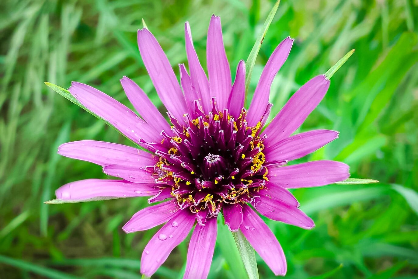 Purple Bloom of Salsify Plant