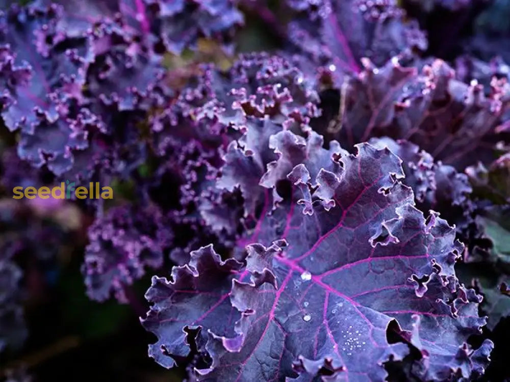 Purple Scarlet Kale leaves developing