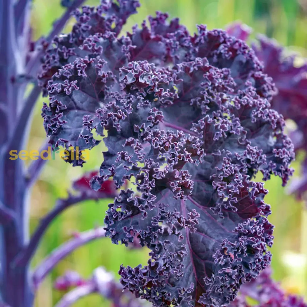 Purple Scarlet Kale Vegetable Seeds For Easy Planting Seeds