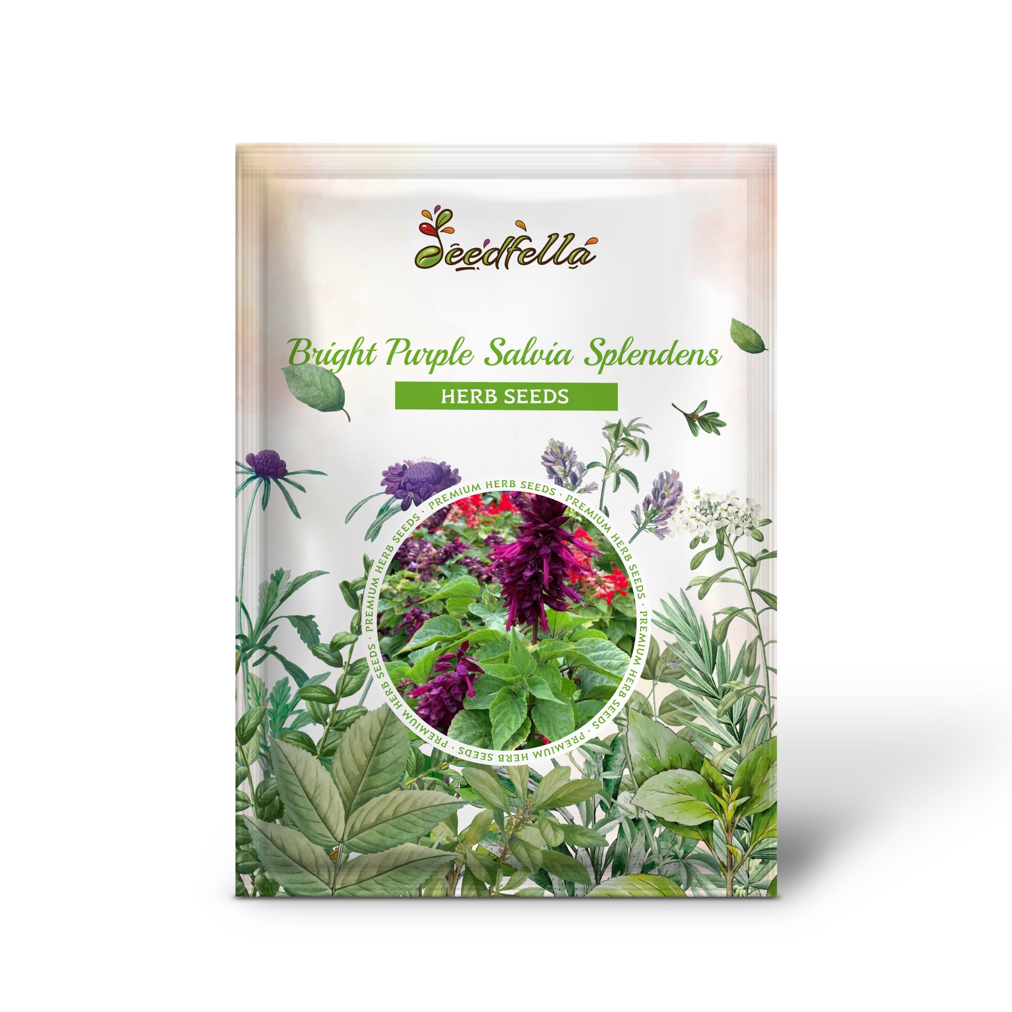 Non-GMO Bright Purple Scarlet Sage plants grown from seeds