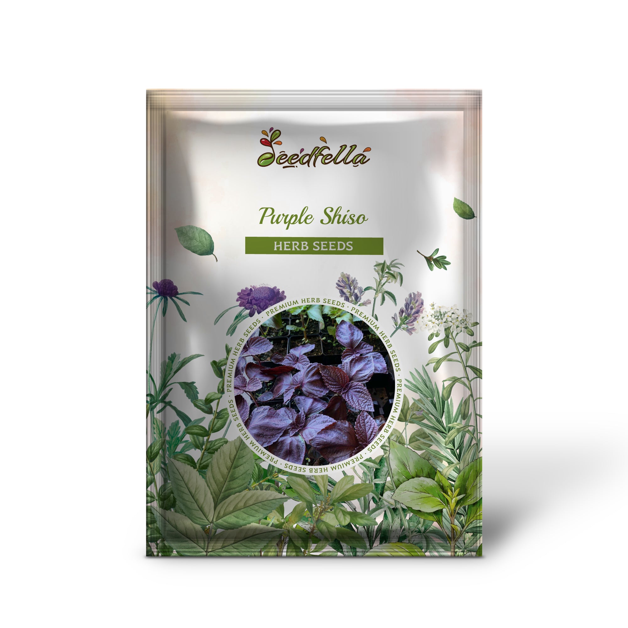 Bicolor green and purple Shiso leaves grown from Purple Shiso seeds