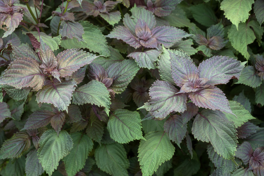 Purple Shiso seeds thriving in container and patio gardens
