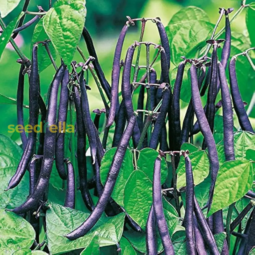 Purple Stallard Bean seeds for planting Non-GMO variety