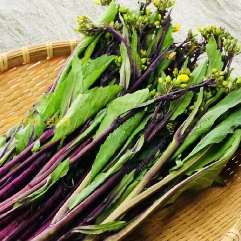 Purple stem Asian leaf mustard growing guide
