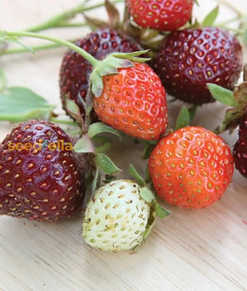 Purple Strawberry Seeds For Planting Fruit