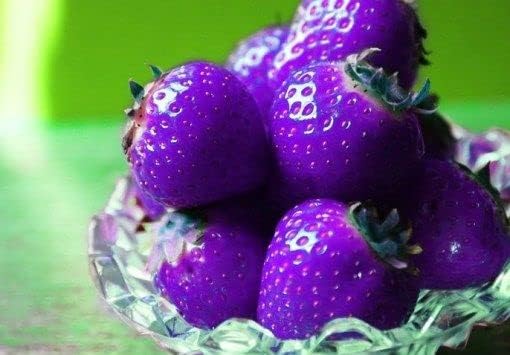 Purple Strawberry Seeds for Planting, Easy Guide for Growing Unique Berries