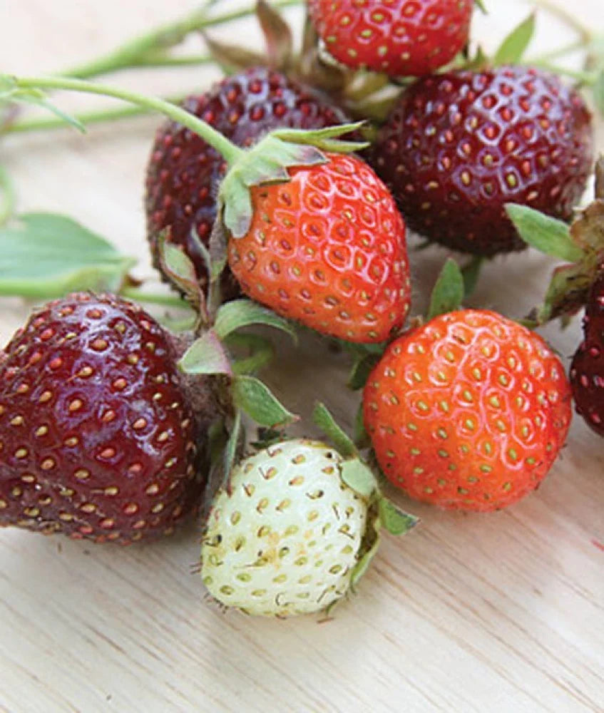 Purple Strawberry Seeds for Planting, Step-by-Step Guide for Growing Sweet, Vibrant Strawberries