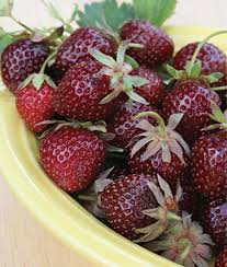 Step-by-Step Guide for Planting Purple Strawberry Seeds in Your Garden