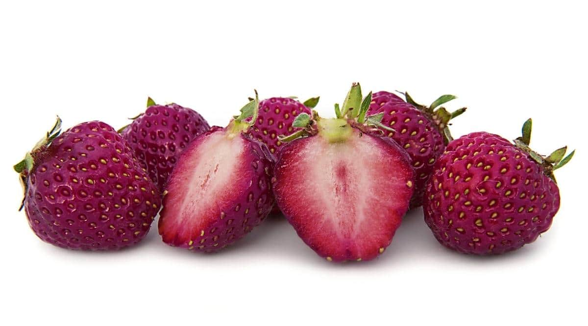 Purple Strawberry Plants Growing in Garden, Healthy Plants with Vibrant, Purple Berries