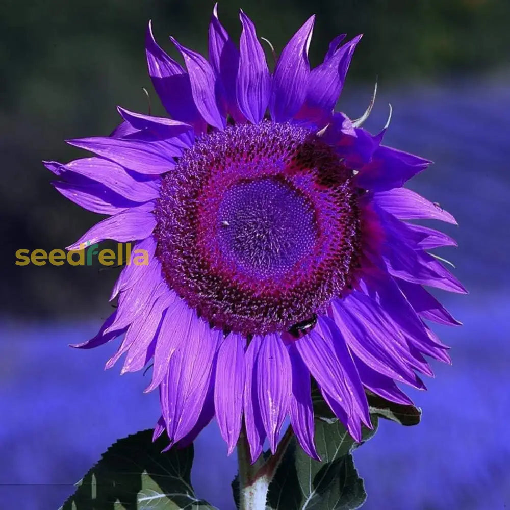 Purple Sunflower Seeds - Enchanting Blooms For Your Garden Best Selling